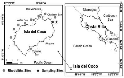 Macrofauna Associated With a Rhodolith Bed at an Oceanic Island in the Eastern Tropical Pacific (Isla del Coco National Park, Costa Rica)